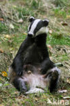 Badger (Meles meles)