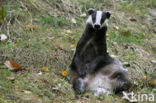 Badger (Meles meles)