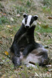 Badger (Meles meles)