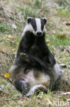 Badger (Meles meles)