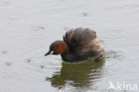 Little Grebe (Tachybaptus ruficollis)