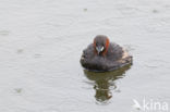 Little Grebe (Tachybaptus ruficollis)