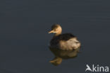 Little Grebe (Tachybaptus ruficollis)