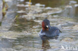 Little Grebe (Tachybaptus ruficollis)