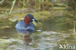 Little Grebe (Tachybaptus ruficollis)