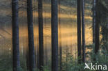 Douglas Fir (Pseudotsuga menziesii)