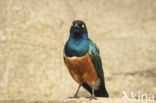 Superb Starling (Lamprotornis superbus)