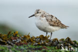 Drieteenstrandloper (Calidris alba)