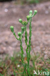 Common Cutweed (Filago vulgaris)