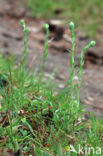 Common Cutweed (Filago vulgaris)