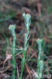 Common Cutweed (Filago vulgaris)