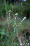 Common Cutweed (Filago vulgaris)