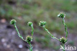 Common Cutweed (Filago vulgaris)