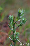 Common Cutweed (Filago vulgaris)