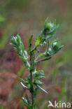 Common Cutweed (Filago vulgaris)