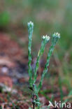 Common Cutweed (Filago vulgaris)