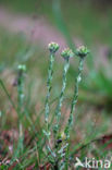 Common Cutweed (Filago vulgaris)