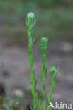 Common Cutweed (Filago vulgaris)