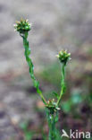 Common Cutweed (Filago vulgaris)