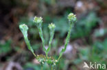 Common Cutweed (Filago vulgaris)