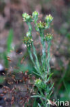 Common Cutweed (Filago vulgaris)