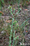 Common Cutweed (Filago vulgaris)