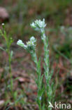 Common Cutweed (Filago vulgaris)