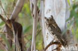 European Scops-Owl (Otus scops)