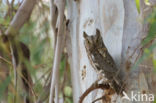 Dwergooruil (Otus scops)