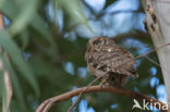 European Scops-Owl (Otus scops)