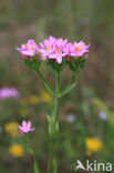 Common Centaury (Centaurium erythraea)