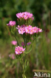 Echt duizendguldenkruid (Centaurium erythraea)