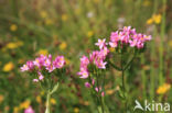 Common Centaury (Centaurium erythraea)