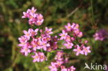 Echt duizendguldenkruid (Centaurium erythraea)