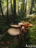 Honey Mushroom (Armillaria mellea)