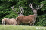 Red Deer (Cervus elaphus)