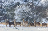 Red Deer (Cervus elaphus)