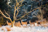 Red Deer (Cervus elaphus)