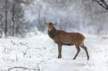 Red Deer (Cervus elaphus)