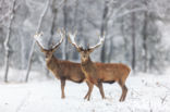 Red Deer (Cervus elaphus)