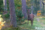 Red Deer (Cervus elaphus)