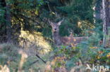 Edelhert (Cervus elaphus)