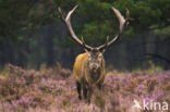 Red Deer (Cervus elaphus)