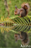 Red Squirrel (Sciurus vulgaris)