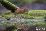 Red Squirrel (Sciurus vulgaris)