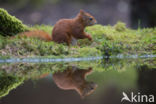 Red Squirrel (Sciurus vulgaris)