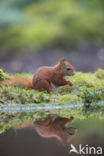 Red Squirrel (Sciurus vulgaris)