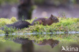 Red Squirrel (Sciurus vulgaris)