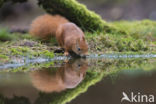 Red Squirrel (Sciurus vulgaris)