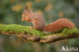 Red Squirrel (Sciurus vulgaris)